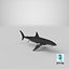 Great White Shark