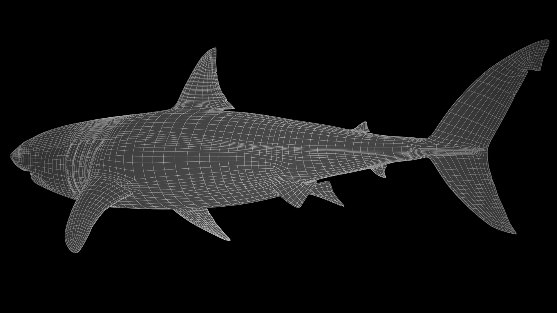 Great White Shark 3D model https://p.turbosquid.com/ts-thumb/KQ/sd7NHm/eJ/great_white_shark_wire_06/jpg/1618095127/1920x1080/fit_q87/595848c76e49ac7ff1d18731cd11621da8f6a9fe/great_white_shark_wire_06.jpg