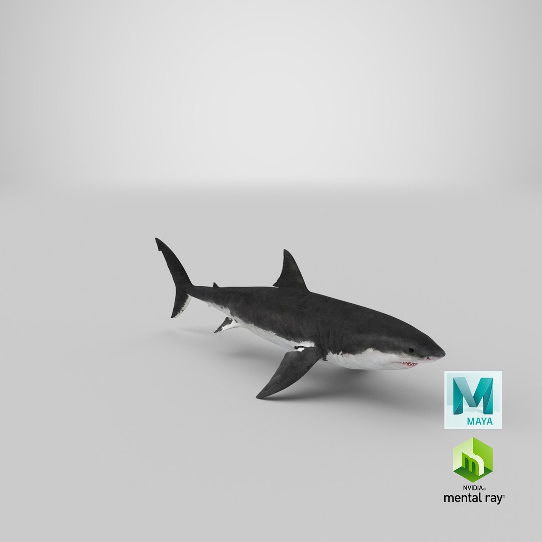 Great White Shark 3D model https://p.turbosquid.com/ts-thumb/KQ/sd7NHm/nJ/stemcell_maya_mental_ray_render/png/1619465901/1920x1080/fit_q87/9fb16e04968865f5c25f5d82b35644ff643085ae/stemcell_maya_mental_ray_render.jpg