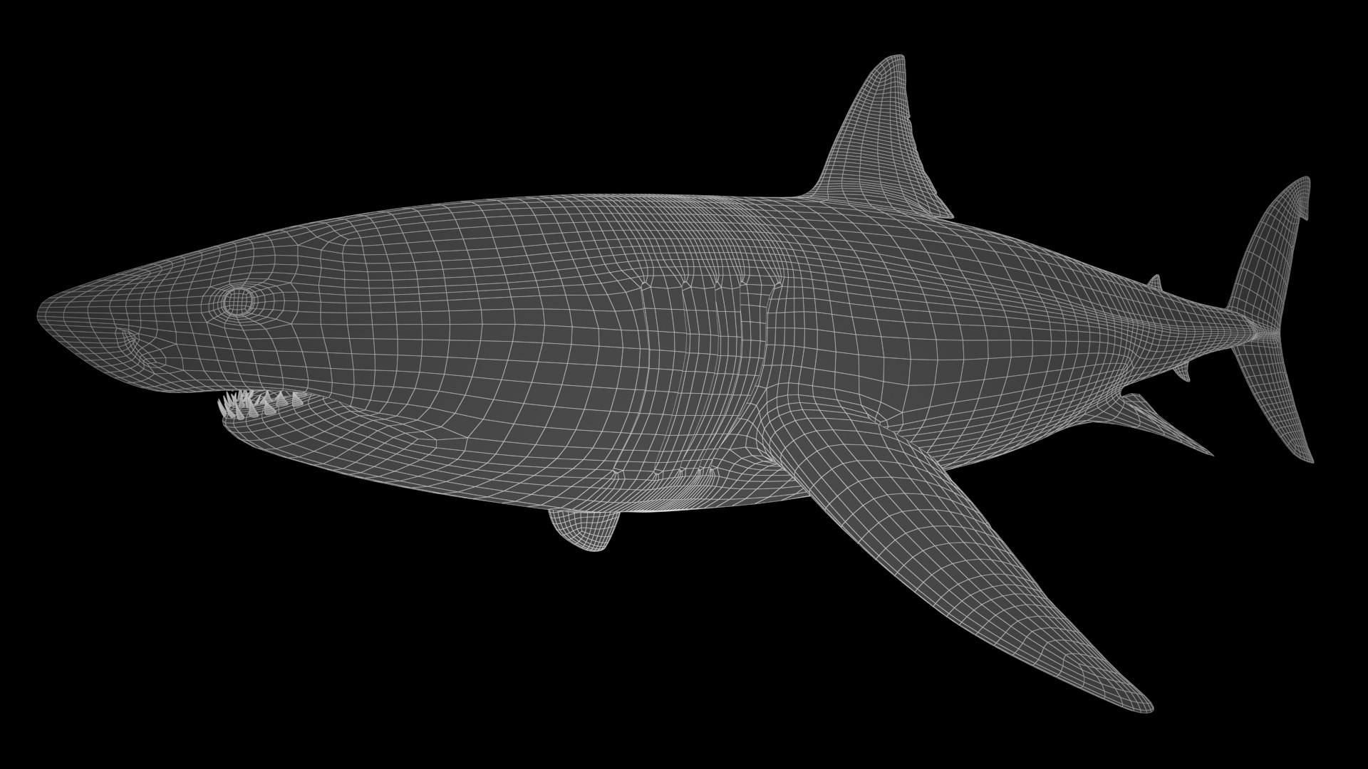 Great White Shark 3D model https://p.turbosquid.com/ts-thumb/KQ/sd7NHm/nU/great_white_shark_wire_05/jpg/1618095119/1920x1080/fit_q87/8d4fc92639244ebf38dbb34549794e607f3e5a8b/great_white_shark_wire_05.jpg