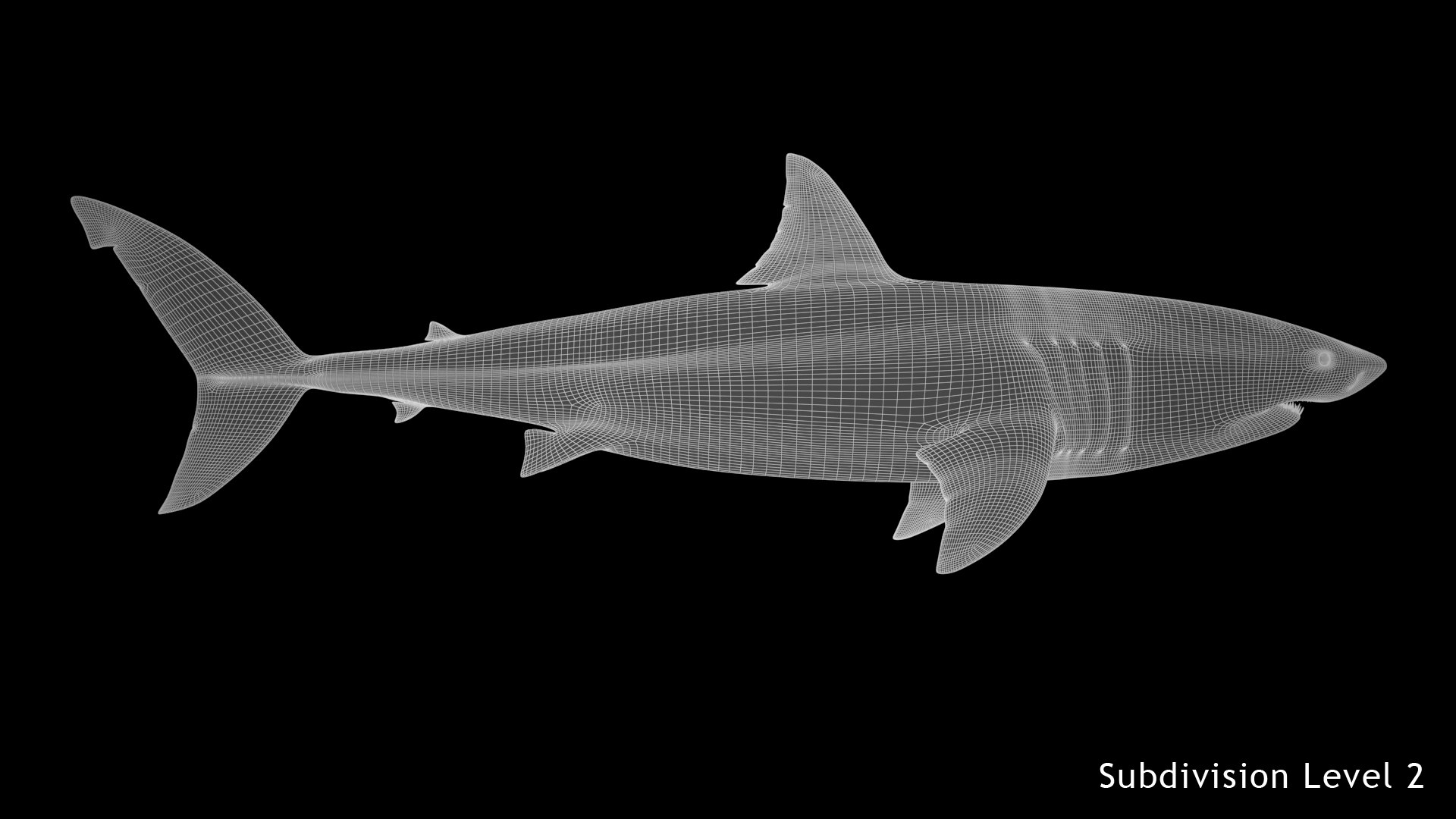 Great White Shark 3D model https://p.turbosquid.com/ts-thumb/KQ/sd7NHm/o6/great_white_shark_wire_02_sub_2/jpg/1618095102/1920x1080/fit_q87/022395a4c5fab77a08c4823ca882ed1cf4c62619/great_white_shark_wire_02_sub_2.jpg