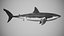 Great White Shark