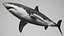 Great White Shark