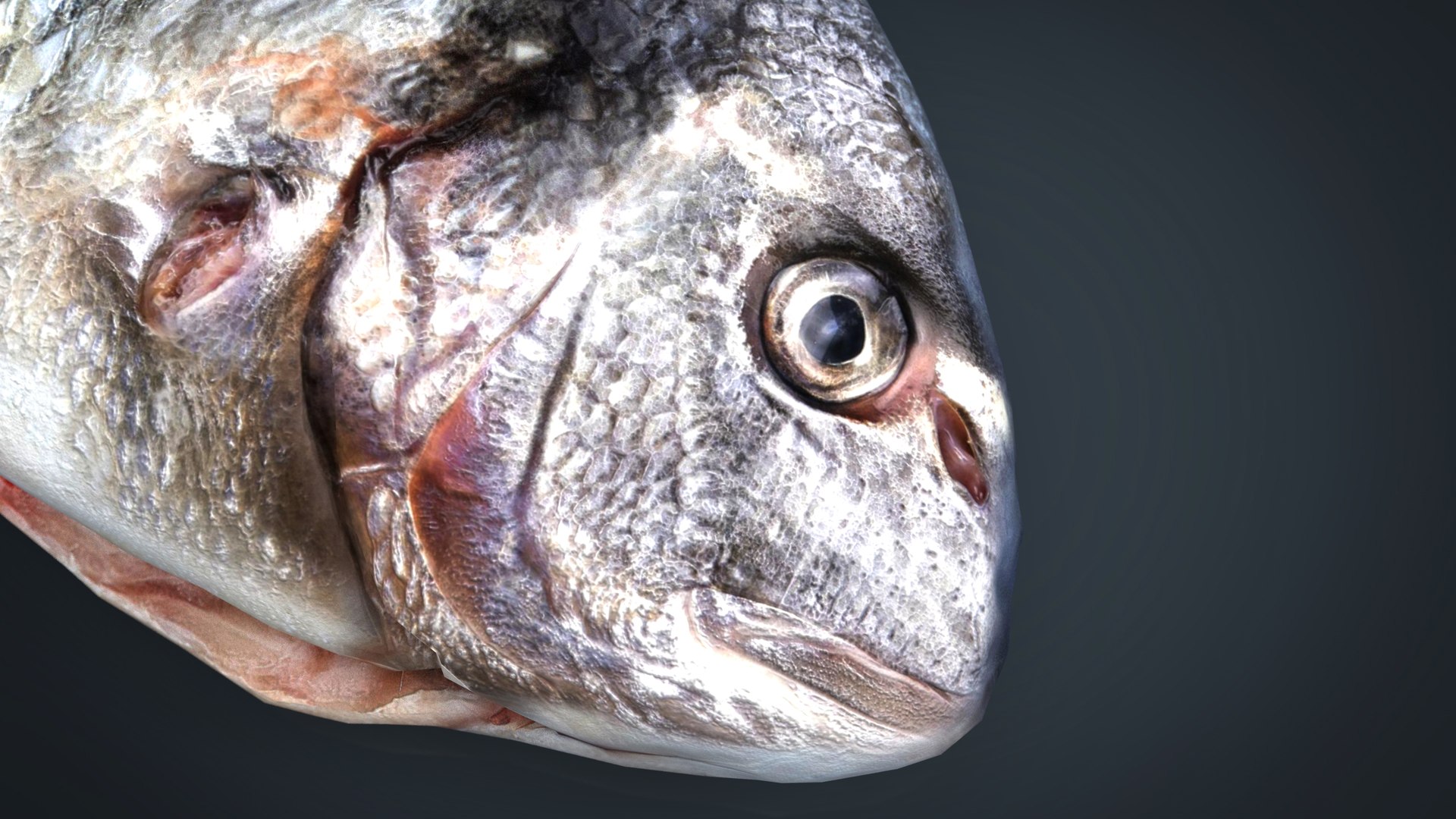 3D Gilt-head Bream Model - TurboSquid 1343600
