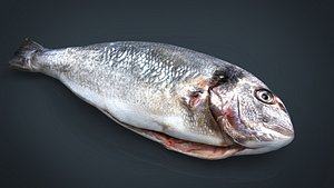 3D gilt-head bream model