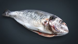 Gilt-head bream