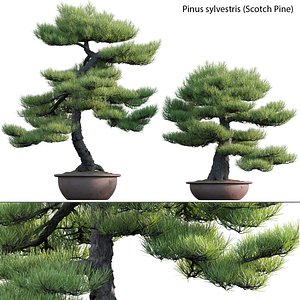 3D Pinus sylvestris - Scotch Pine - 02