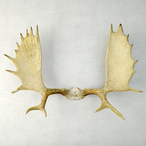 moose antler rack mount 3D
