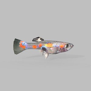Guppy Fish Baby V2 3D