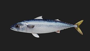 Mackerel 3D model