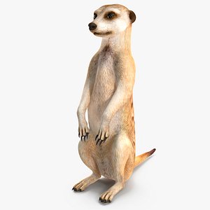 3D Meerkat Sitting Pose