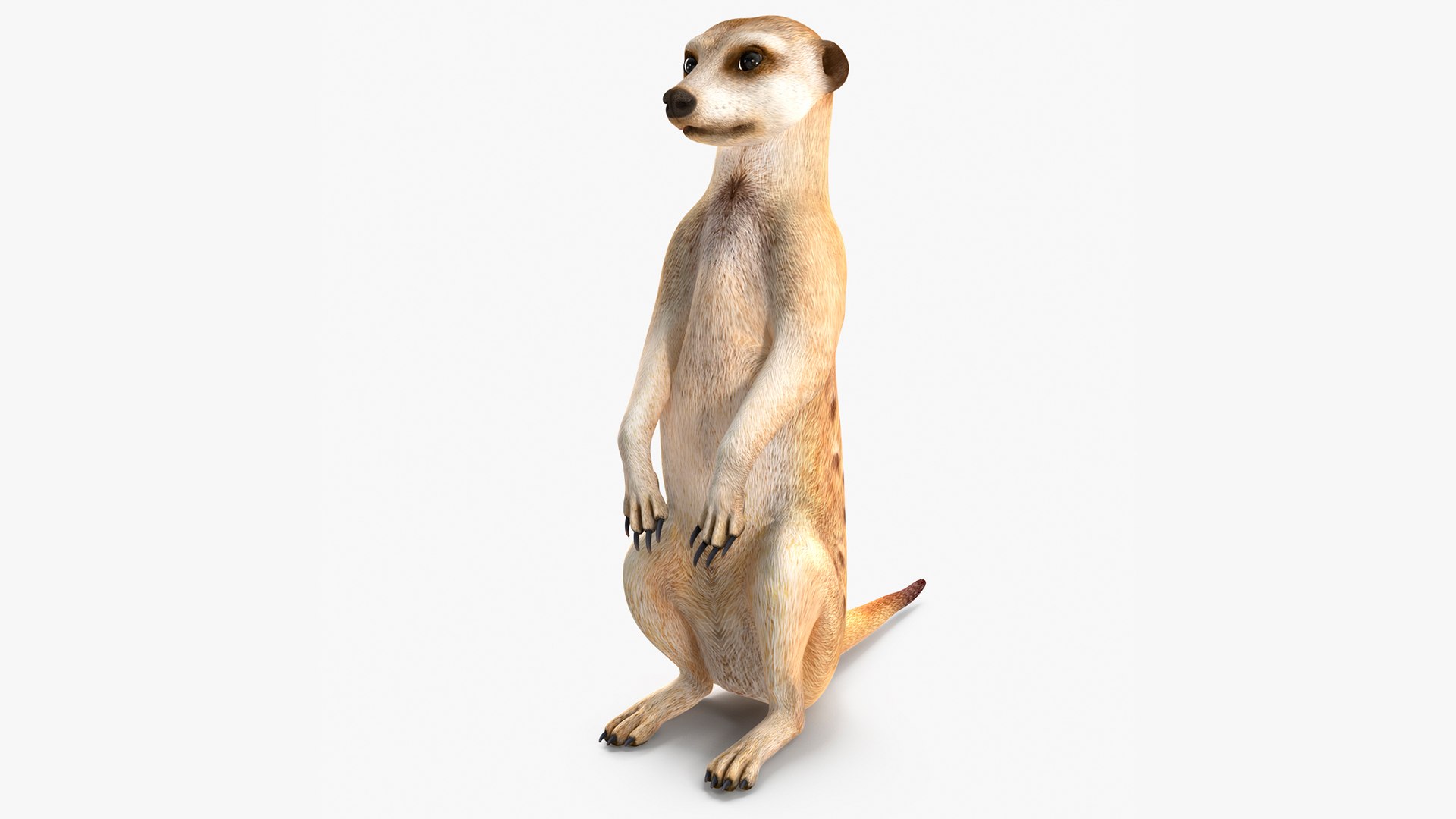 Meerkat Sitting Pose 3D model preview