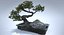 Bonsai Tree
