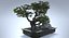 Bonsai Tree