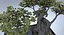 Bonsai Tree
