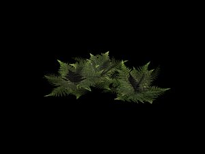 fern plant 3d model