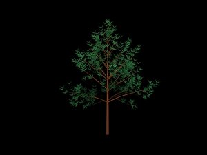 max trees
