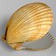 marine scallop pecten shell 3d model
