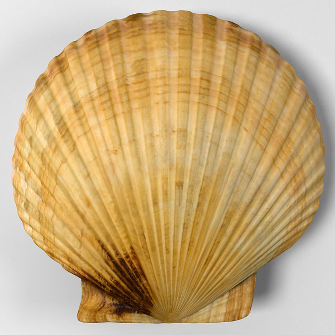 Marine Scallop Pecten Shell 3d Model