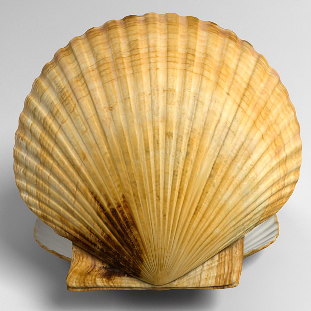 Marine Scallop Pecten Shell 3d Model
