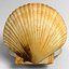 marine scallop pecten shell 3d model