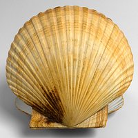 Sea Shell Scallop (Pecten shell)