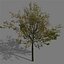 game trees autumn 01