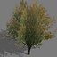 game trees autumn 01