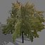 game trees autumn 01