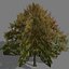 game trees autumn 01