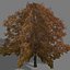 game trees autumn 01