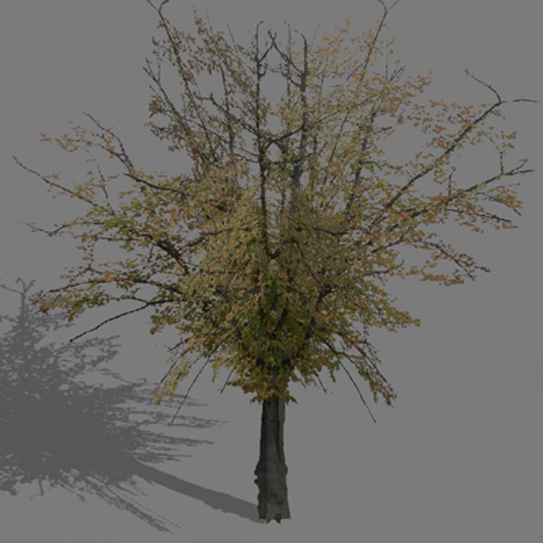 tree autumn 3d model https://p.turbosquid.com/ts-thumb/KS/CJ5Lx4/egKyKvt1/trautumn07/jpg/1275656522/1920x1080/fit_q87/7627b1701ca737d3a9b4f90fee7ab1783377d868/trautumn07.jpg