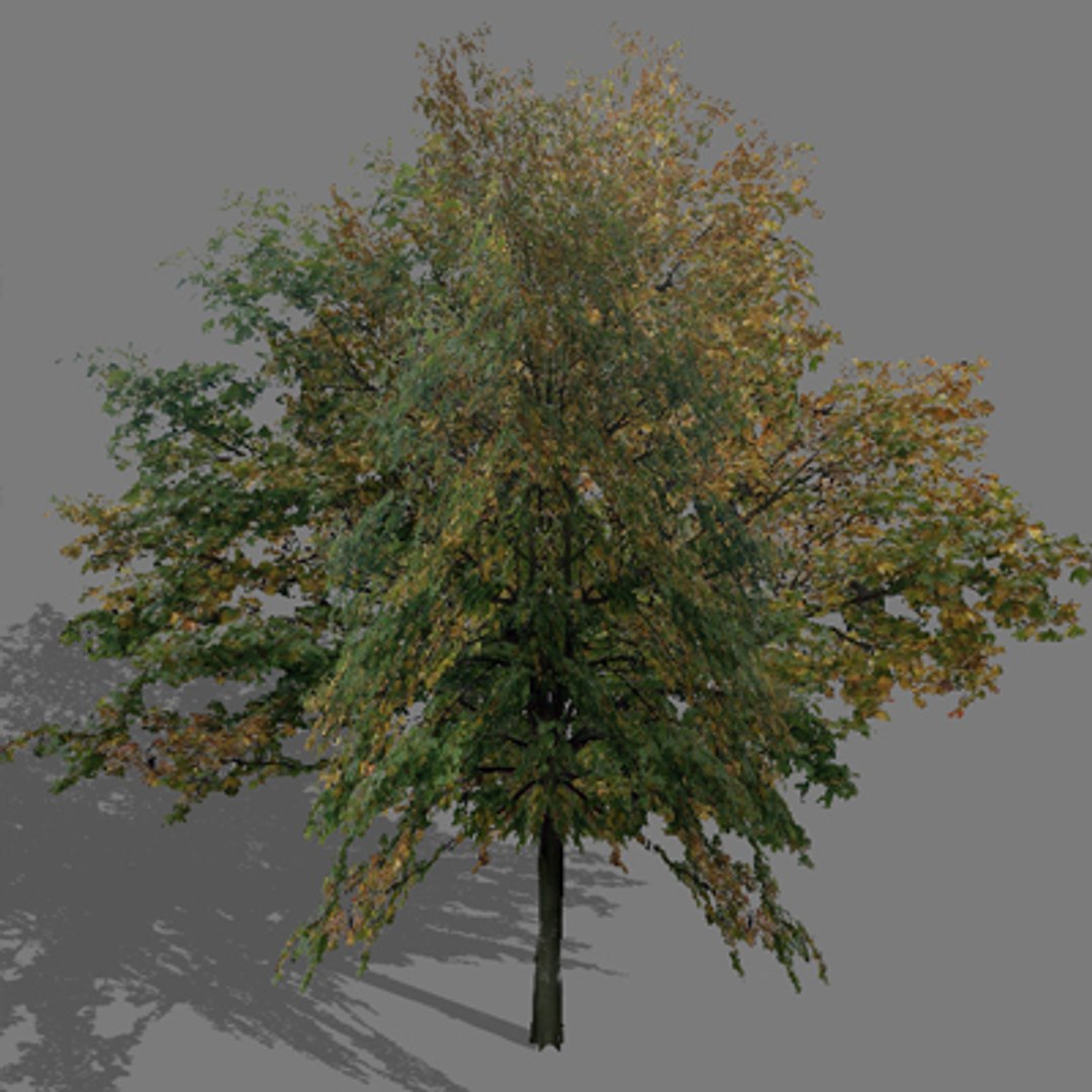 tree autumn 3d model https://p.turbosquid.com/ts-thumb/KS/CJ5Lx4/gQJXWunH/trautumn09/jpg/1275656522/1920x1080/fit_q87/822903c090ed26bad0fb20af646e7f27ac136ce1/trautumn09.jpg