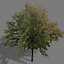 game trees autumn 01