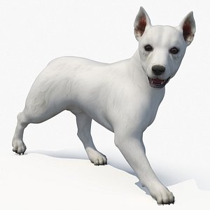 West Highland White Terrier Rigged for Cinema 4D model