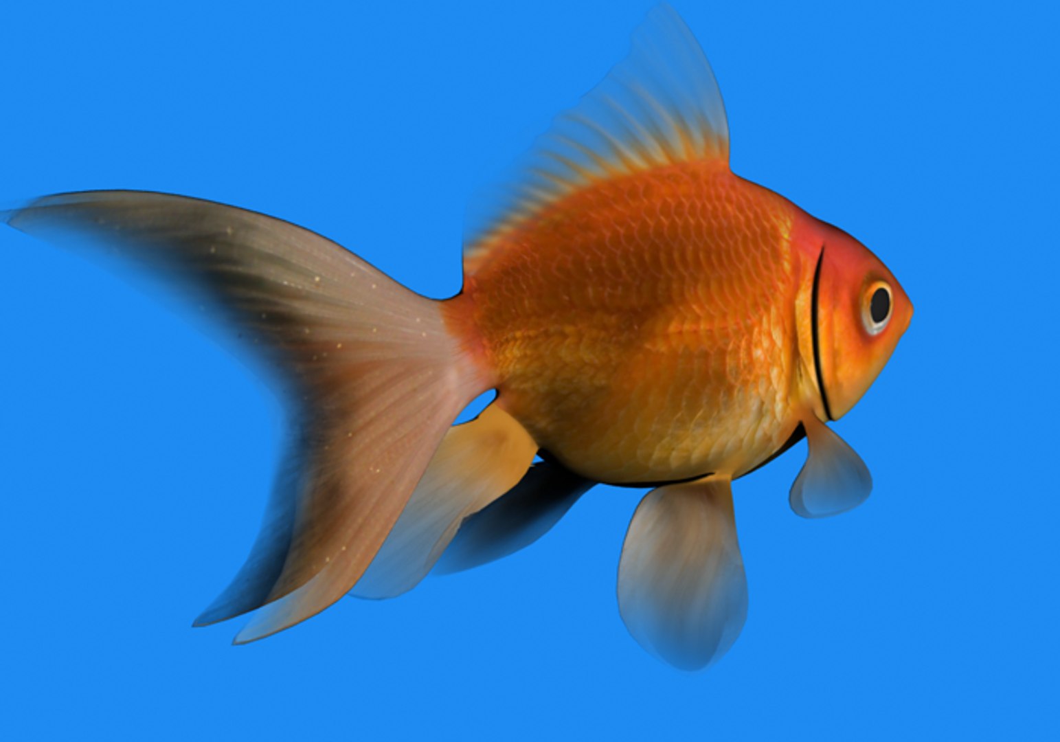 fish goldfish 3d model https://p.turbosquid.com/ts-thumb/KS/aRSFUR/K0HXPGOF/goldenfish4/png/1384230238/1920x1080/fit_q87/cd26c556f8f38fdbf255936d89483d2ca75080d0/goldenfish4.jpg