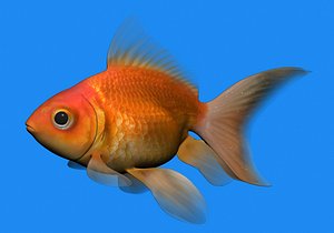 GoldenFish
