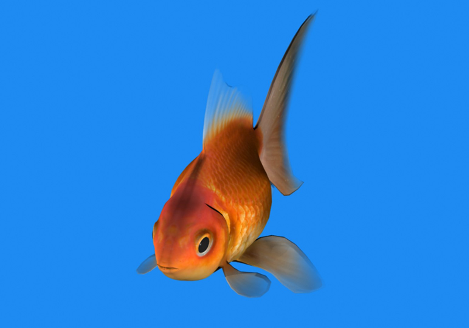 fish goldfish 3d model https://p.turbosquid.com/ts-thumb/KS/aRSFUR/nLAEtOCm/goldenfish6/png/1384230815/1920x1080/fit_q87/8f3cb7652c25d4b2cca615534004a2e73a4f0b72/goldenfish6.jpg