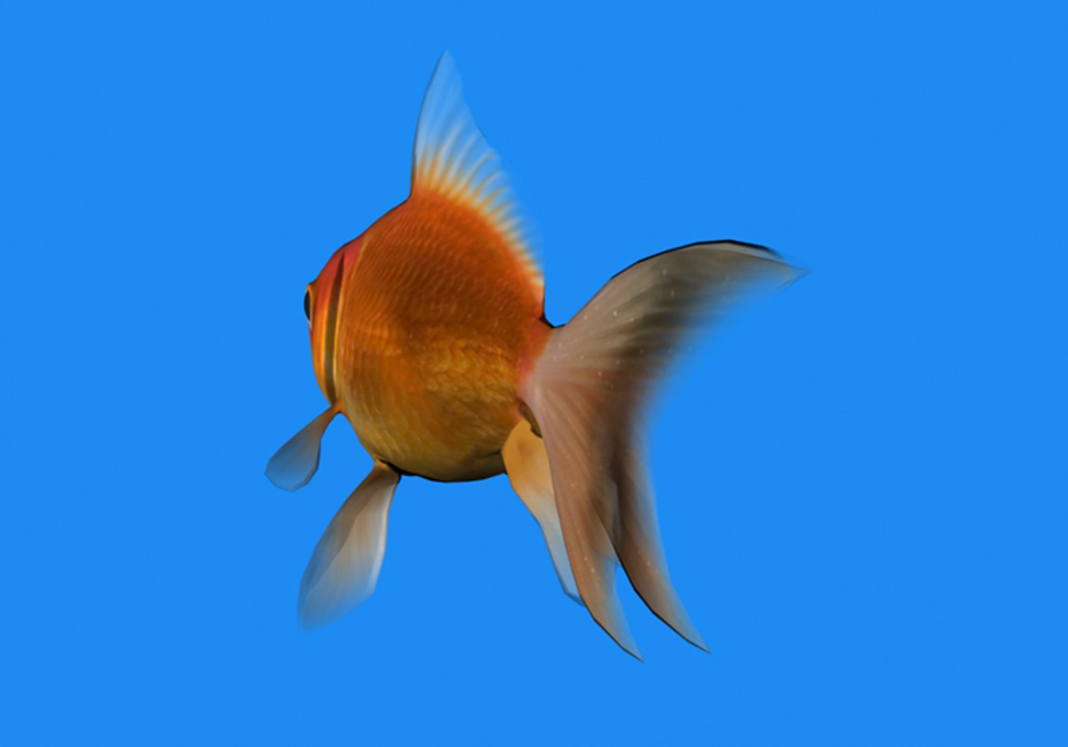fish goldfish 3d model https://p.turbosquid.com/ts-thumb/KS/aRSFUR/pC9p24BD/goldenfish7/png/1384230909/1920x1080/fit_q87/546bbd634285fc32d4f4e436652ee1cd9af02fae/goldenfish7.jpg
