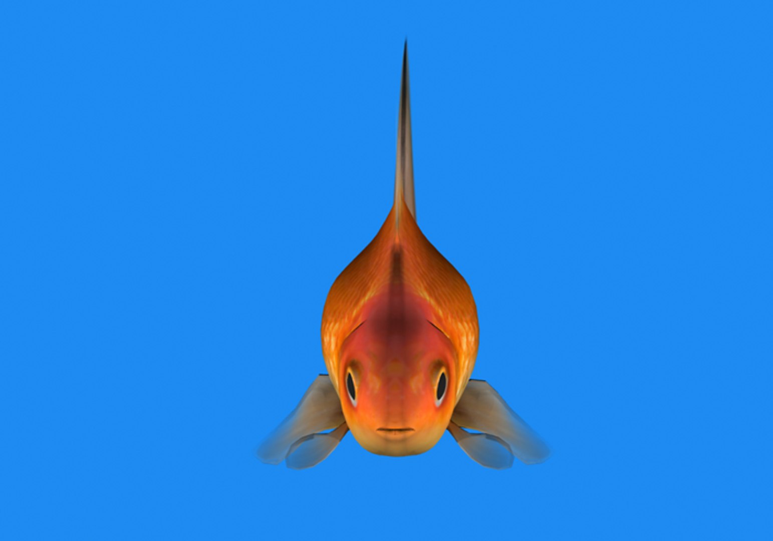 fish goldfish 3d model https://p.turbosquid.com/ts-thumb/KS/aRSFUR/yb428zbw/goldenfish5/png/1384230916/1920x1080/fit_q87/acef8eda93dac3c79e34c2e4cf68226f6fcdafd9/goldenfish5.jpg