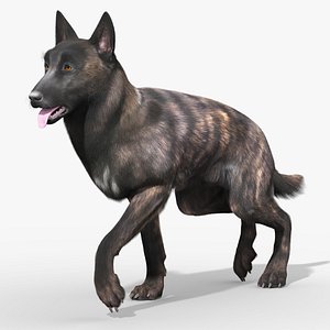 Dutch Shepherd Dog Walk Fur Animated Rigged For Maya