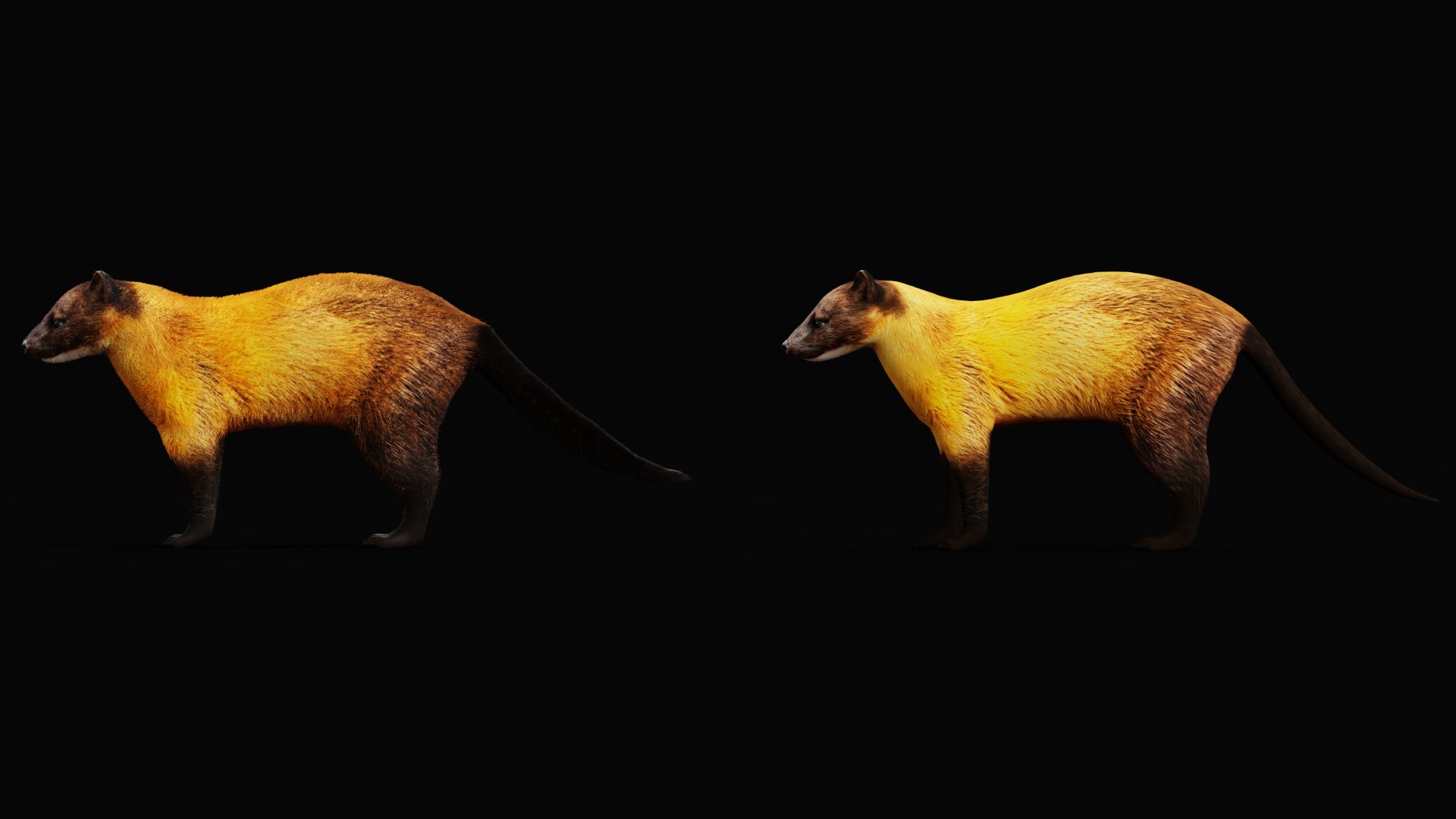 Yellow Throated Marten model https://p.turbosquid.com/ts-thumb/KS/mMecN2/5Y/yellowthroated_martens9/png/1780868772/1920x1080/fit_q87/4b76b65d066c0315f358ebbb8334e73097a4989b/yellowthroated_martens9.jpg