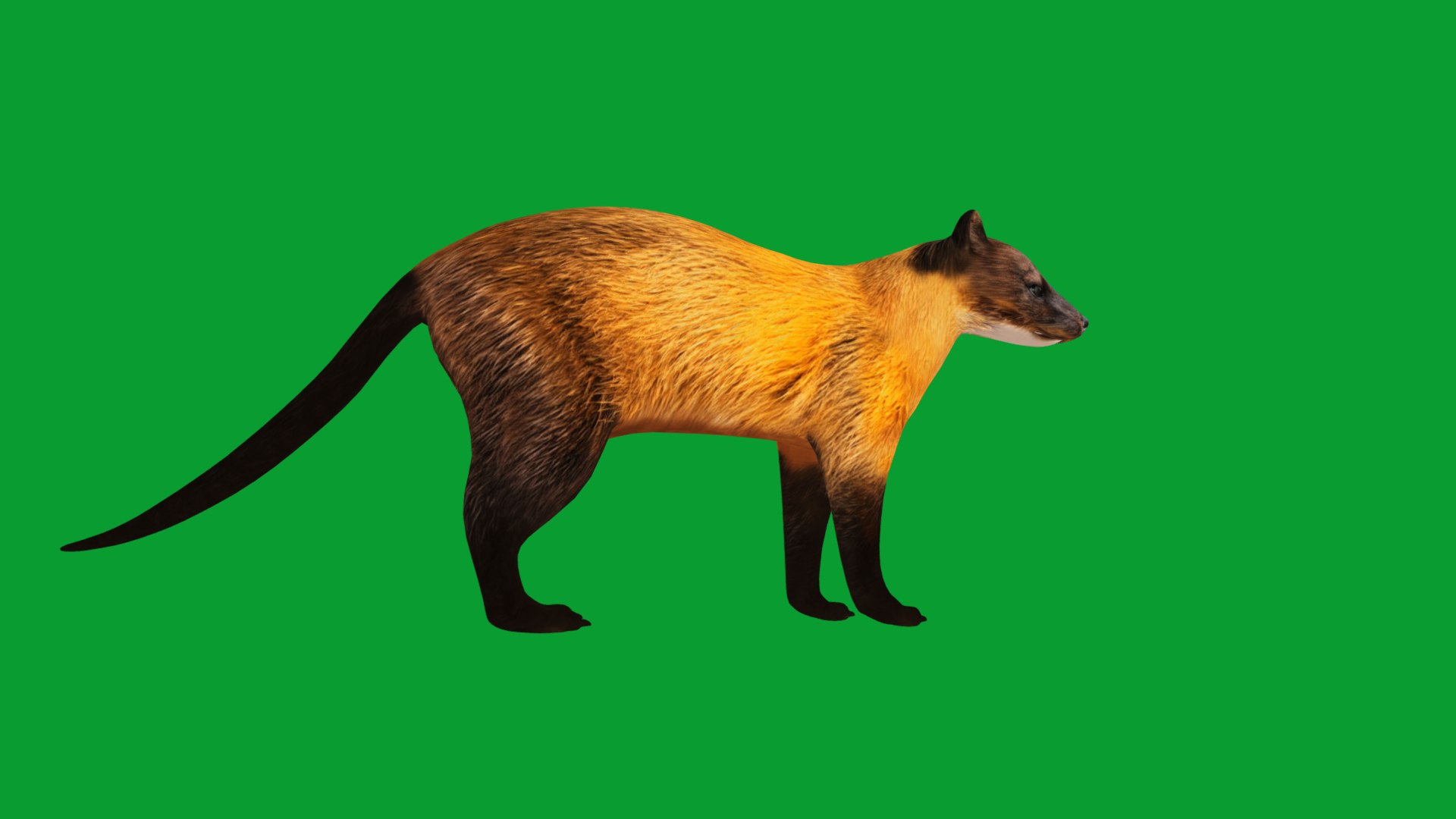 Yellow Throated Marten model https://p.turbosquid.com/ts-thumb/KS/mMecN2/69/yellowthroated_martens7/png/1780868770/1920x1080/fit_q87/0d5188d474a28e2c9529a0396c3938a89a6b75e3/yellowthroated_martens7.jpg