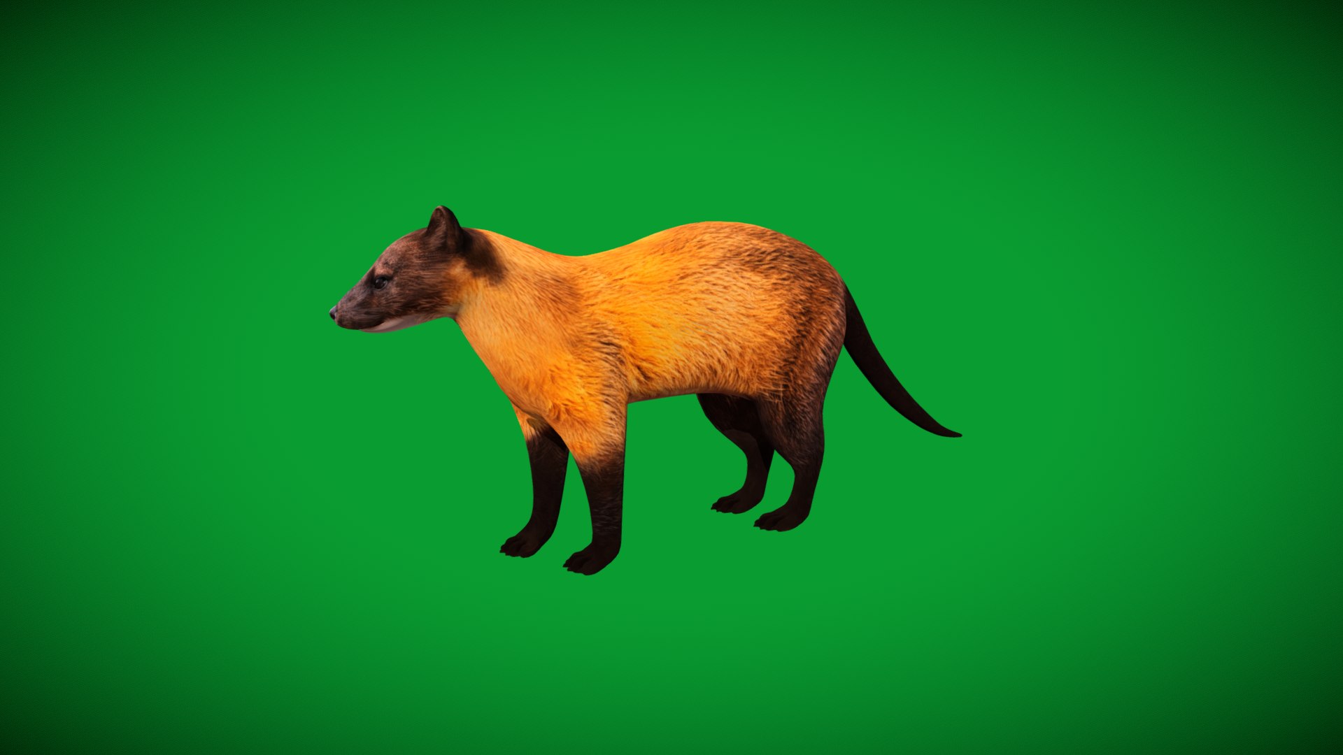 Yellow Throated Marten model https://p.turbosquid.com/ts-thumb/KS/mMecN2/BI/yellowthroated_martens1/png/1780868761/1920x1080/fit_q87/b2c96f74ce56abc407a393c6d1aa2551c2dc08f6/yellowthroated_martens1.jpg