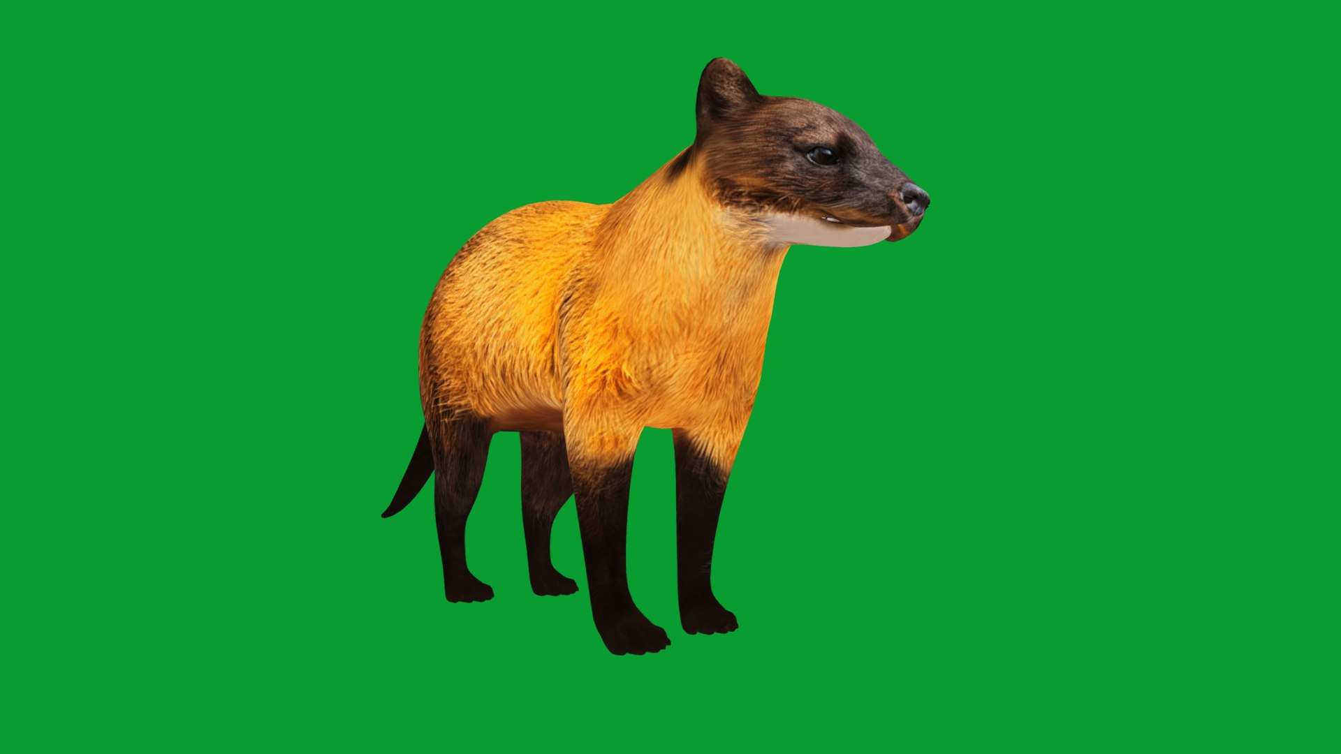 Yellow Throated Marten model https://p.turbosquid.com/ts-thumb/KS/mMecN2/PQ/yellowthroated_martens31/png/1780868811/1920x1080/fit_q87/521b2bdef2a367b80ac0748511bc8d0b096bd221/yellowthroated_martens31.jpg