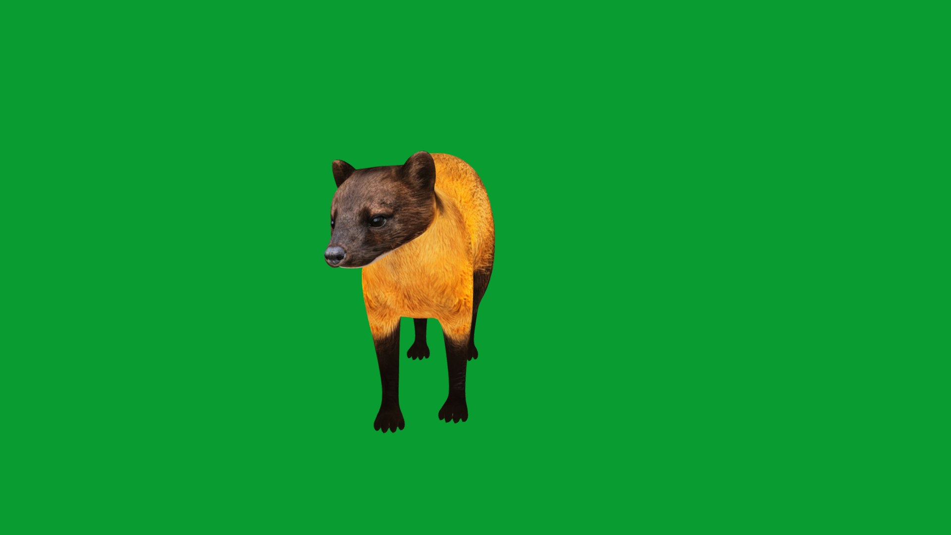 Yellow Throated Marten model https://p.turbosquid.com/ts-thumb/KS/mMecN2/WU/yellowthroated_martens8/png/1780868768/1920x1080/fit_q87/b333c177206fe1dcc897695a7d452abd85226510/yellowthroated_martens8.jpg