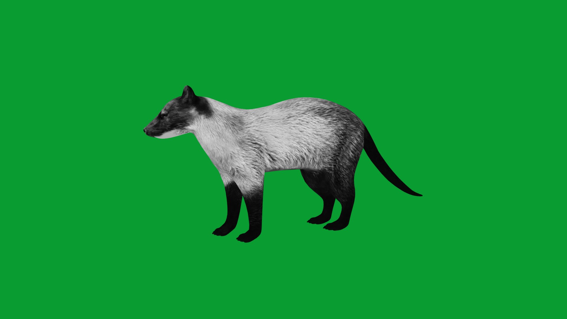 Yellow Throated Marten model https://p.turbosquid.com/ts-thumb/KS/mMecN2/ZE/yellowthroated_martens14/png/1780868786/1920x1080/fit_q87/d8f60219df3475f69b41e9f2d019c37b3db59fbc/yellowthroated_martens14.jpg