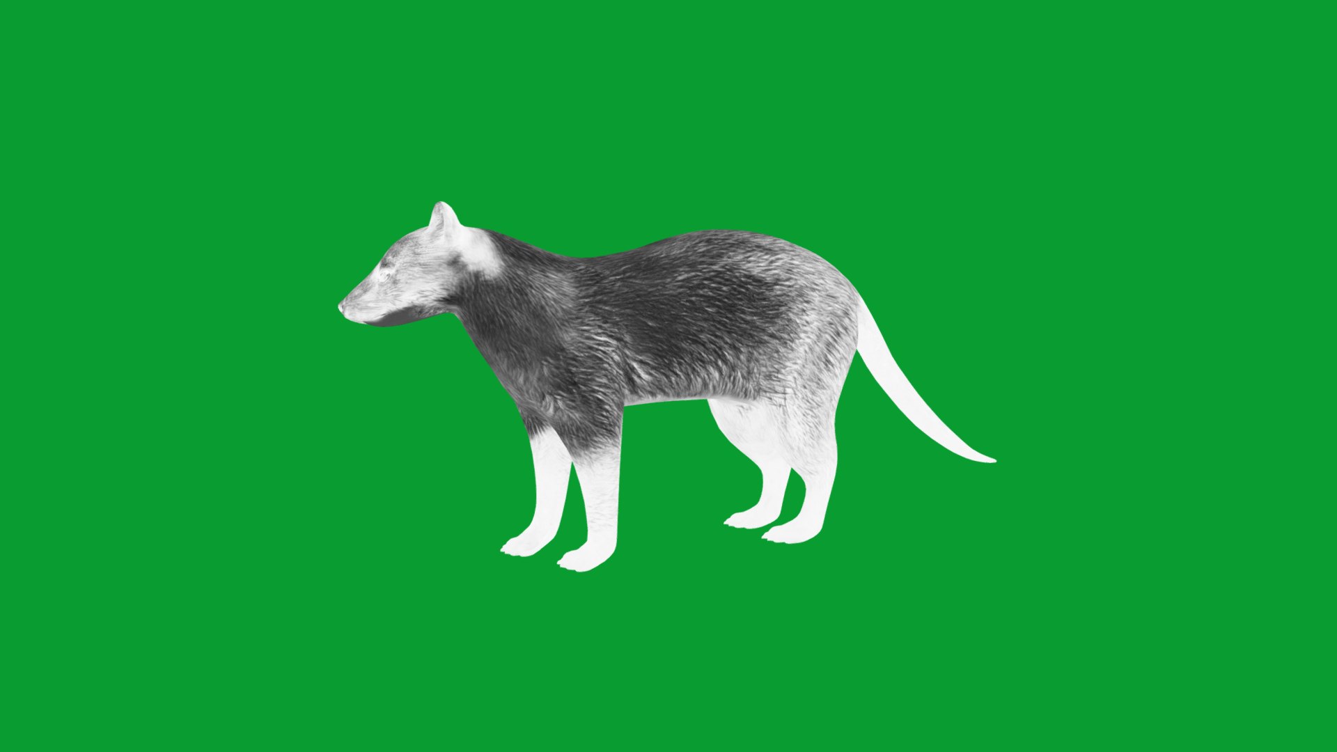 Yellow Throated Marten model https://p.turbosquid.com/ts-thumb/KS/mMecN2/bw/yellowthroated_martens13/png/1780868775/1920x1080/fit_q87/5e05b4cf27e57cf472f5df361e2d464dbe457756/yellowthroated_martens13.jpg
