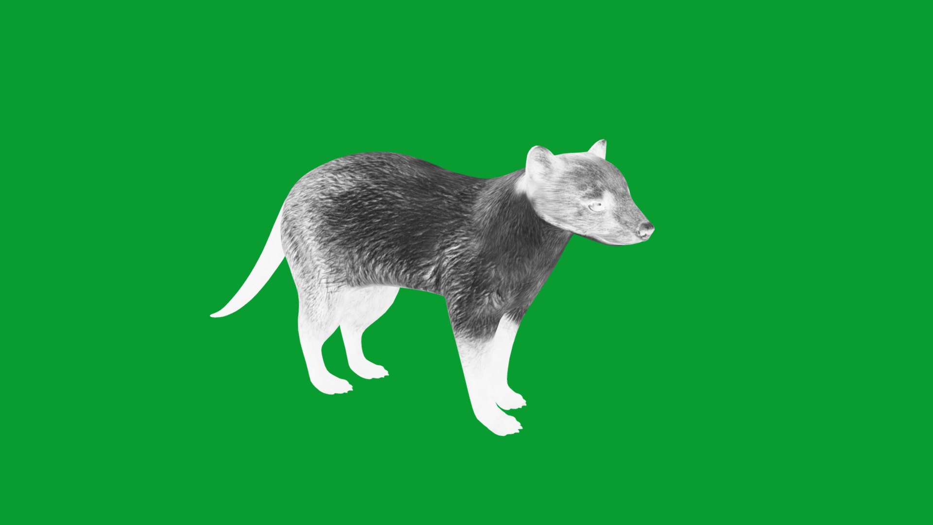 Yellow Throated Marten model https://p.turbosquid.com/ts-thumb/KS/mMecN2/cS/yellowthroated_martens12/png/1780868787/1920x1080/fit_q87/f63512ca375372dc4b777529f11f0d26323ce6a8/yellowthroated_martens12.jpg