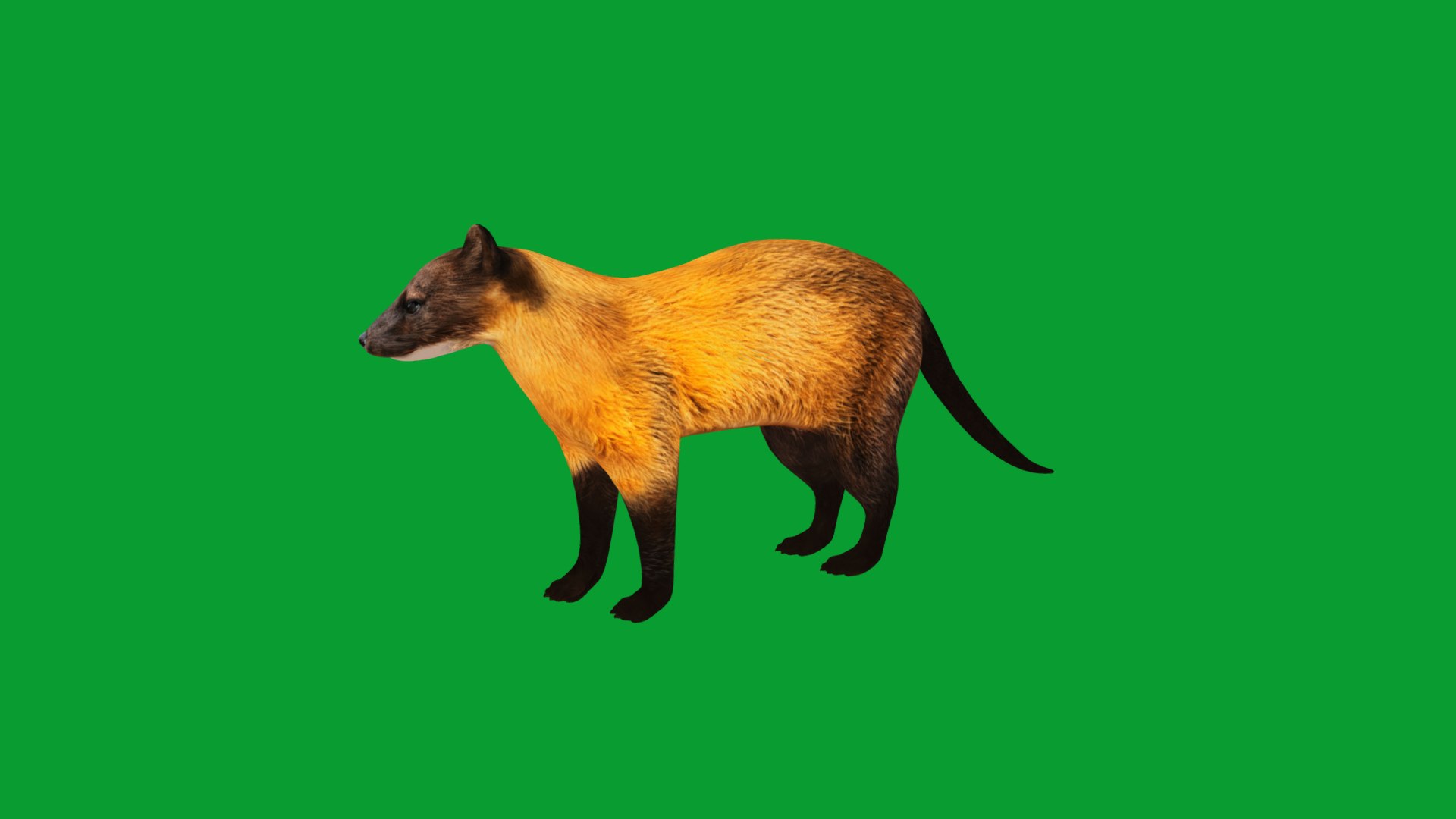 Yellow Throated Marten model https://p.turbosquid.com/ts-thumb/KS/mMecN2/kJ/yellowthroated_martens6/png/1780868768/1920x1080/fit_q87/4f2f2abc9ca5eae59e25ac8d59735b57b131006c/yellowthroated_martens6.jpg